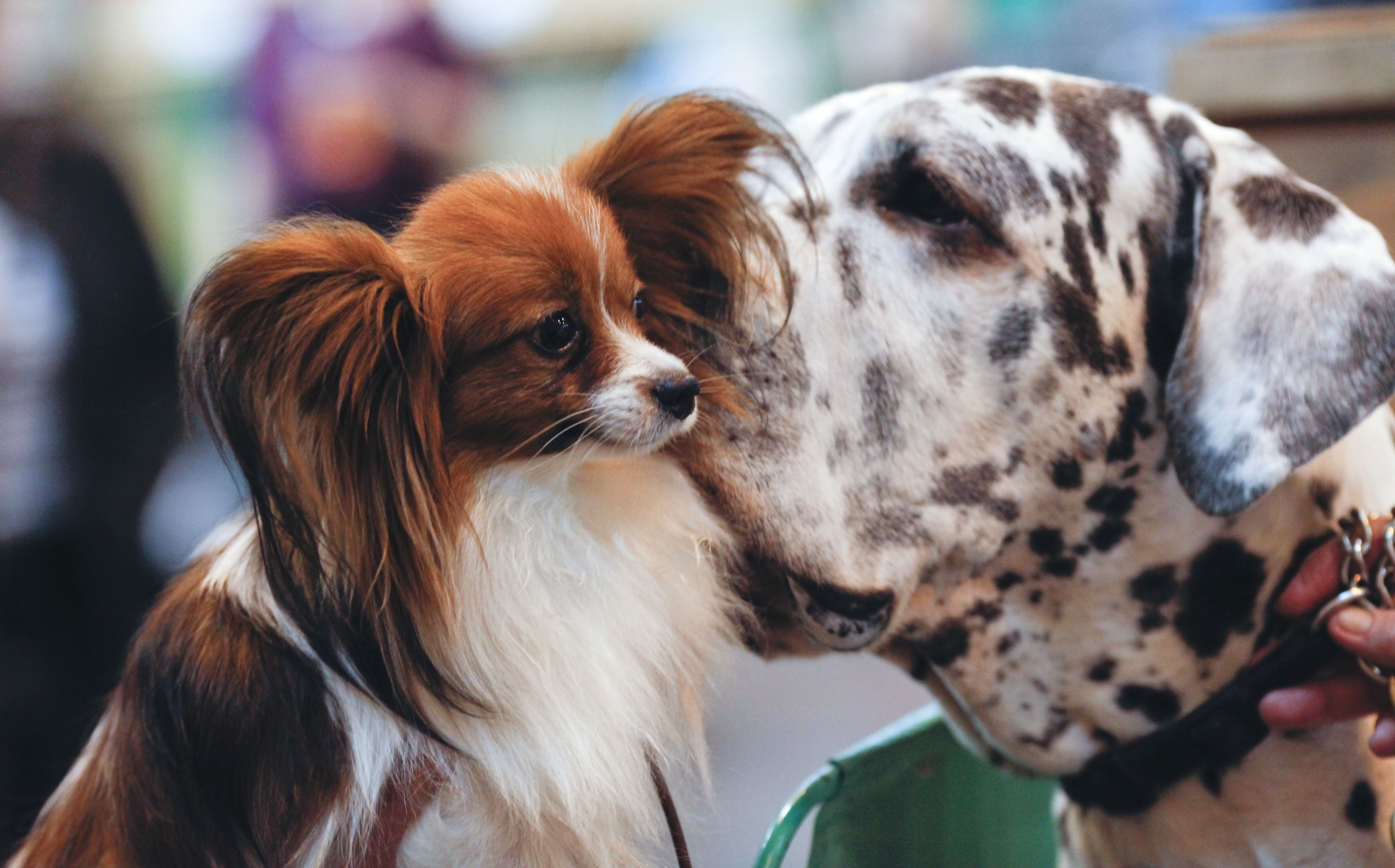 A Reggio I Cani Piu Belli Del Mondo Reporter