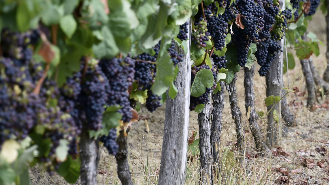 La LEGGE del Vino