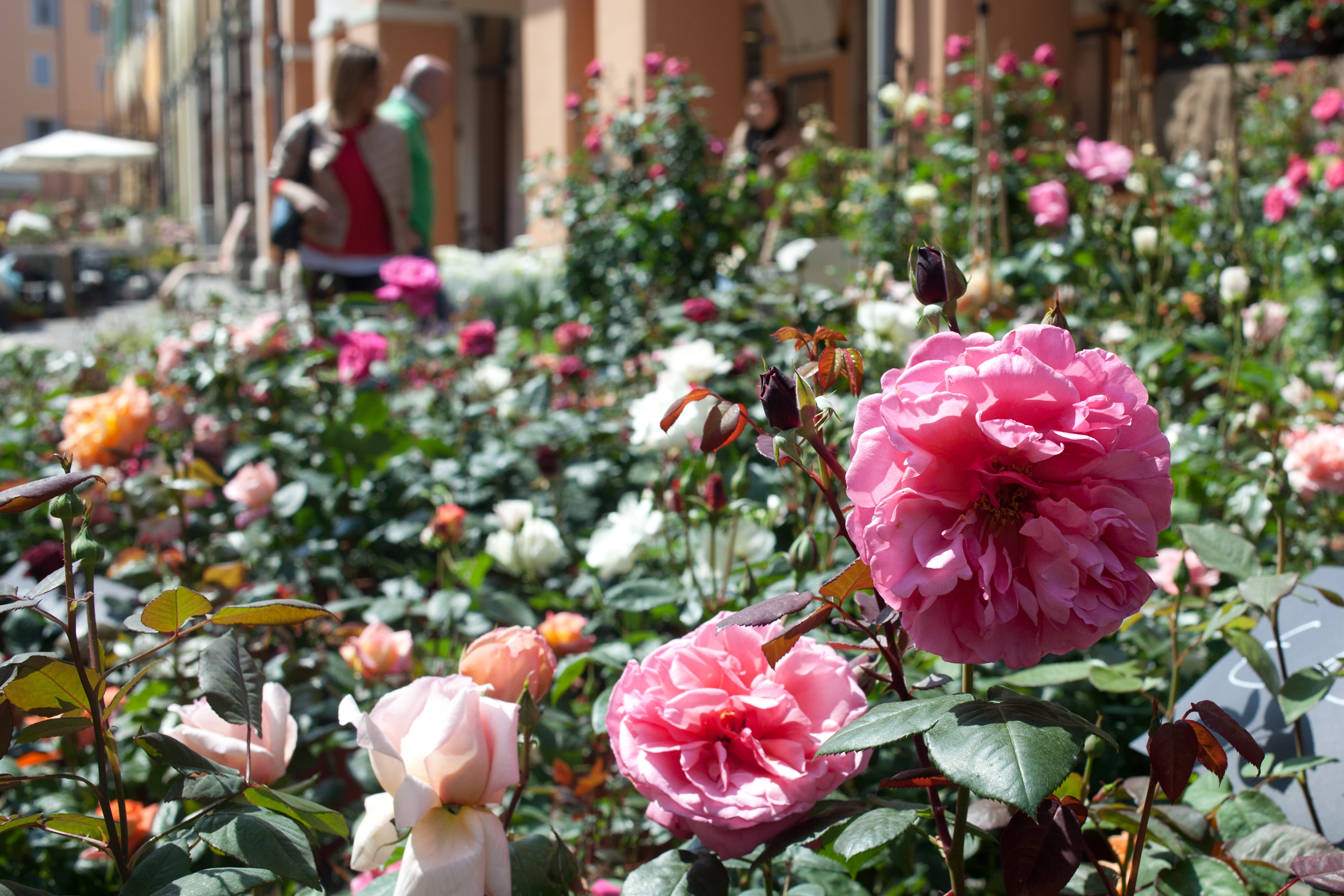 Reggio diventa la città dei FIORI