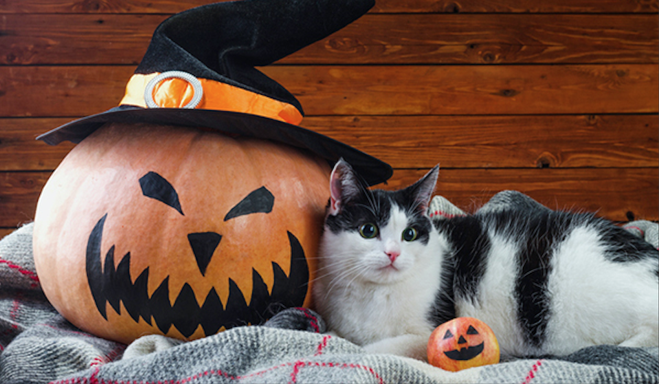 Halloween: ai cani e ai gatti non piace il “dolcetto o scherzetto”