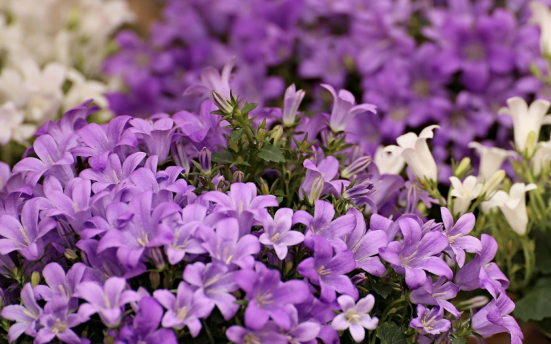 CASTELLARANO: ALLE VIOLE TORNA “BORGO PLANTARUM”