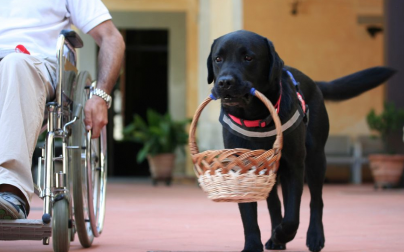 CANI PER DISABILI: APPROVATO IN REGIONE UN PROVVEDIMENTO DELLA LEHA