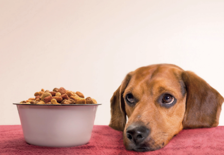 Un pasto poco gradevole: consigli per la coprofagia dei cani