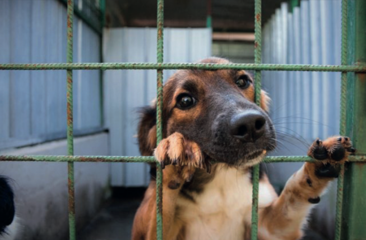 Liberatemi… dalle speculazioni – Storia di un cane randagio