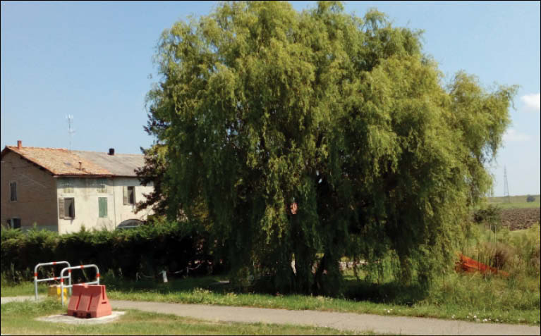 LEGAMBIENTE: GIU’ LE MANI DAL SALICE DI SANTA VITTORIA