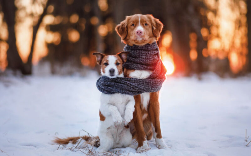 Sta arrivando un  “freddo cane”