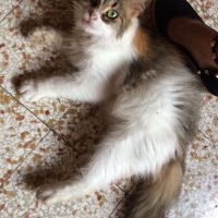 *Margherita cerca casa con amore - adottata e felice!*
