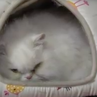 *DESSY la persiana bianca cerca CASA - Adottato e felice!*